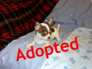 akc toy chihuahua